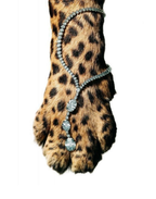Jeweled Tiger